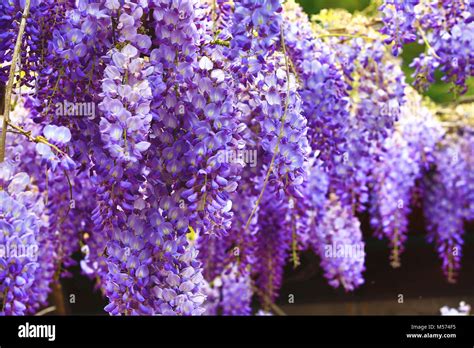 glicine viola|Sogno tra i Fiori: Passeggiata sotto il Glicine Viola